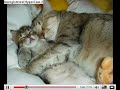 funny cats and dogs