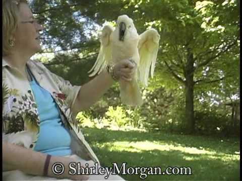 Ellen K. Cook, D.V.M. & Merlin, ...