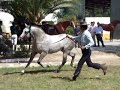 DONOSO, SEMENTAL HISPANO ARABE DE LA GANADERIA DEL MARQUES DE VILLARREAL DE BURRIEL