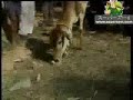 بقرة تأكل فرخة