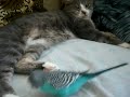 Кот и попугай