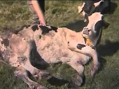 See video