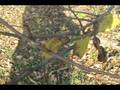 videos de How to ID Ulmus americana