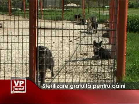 Sterilizare gratuita pentru caini