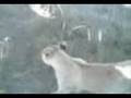 videos de Lion walk.3gp