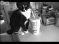 videos de A FUNNY KITTY