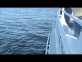 Watching Whales in Newfoundland