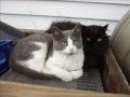 House cats, Kittens and Strays House cats, Kittens and Strays