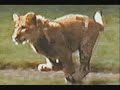 História do Leão Christian - Leãozinho Cristian - Amizade verdadeira / Amor sincero de um \"animal\" História do Leão Christian - Leãozinho Cristian - Amizade verdadeira / Amor sincero de um \"animal\"