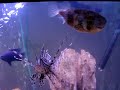 Brando the Porcupine, DeVito the Dog Faced puffer and L the Lionfish