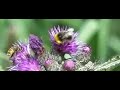 bees and flowers bees and flowers