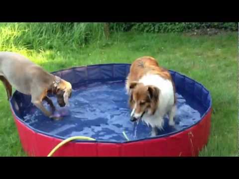 Hundepool von Karlie auspacken - wasser rein - fertig ! Hunde Spass vom Feinsten ! mit Weimaraner