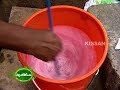 Cultivation practices of Gerbera in a poly house as practised by a farmer at Perinjanam,Thrissur