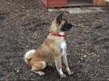 Chesterfield & North Derbyshire Branch of RSPCA