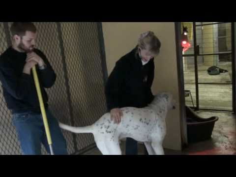 ten bully kutta