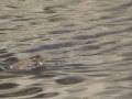 Rascón / Water Rail (Rallus aquaticus)