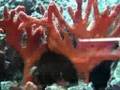 Eponge Clathria vulpina
