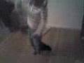 the go gettaz china doll thizzn