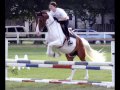 tennesse walkers(smoothest versital horse)