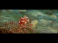 Boxer Crab - Lybia tessellata