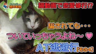 逃避行【04】これは、猫動画だ！