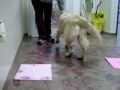 Pawsitive Beginnings Paw Painting 2007 -- Macie Mae