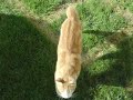 Tirou le chat qui obéit comme un chien Tirou le chat qui obéit comme un chien
