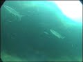 BERLENGAS 2006