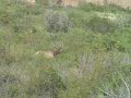 Flying Z Bull Elk Shot