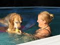 Sandy the Golden in our Pool