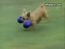Recopilacion de videos de perros