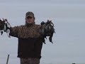 up state New York ducks... up state New York ducks...