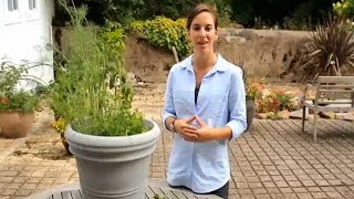 How to Grow Herbs in Containers Gardening Video
