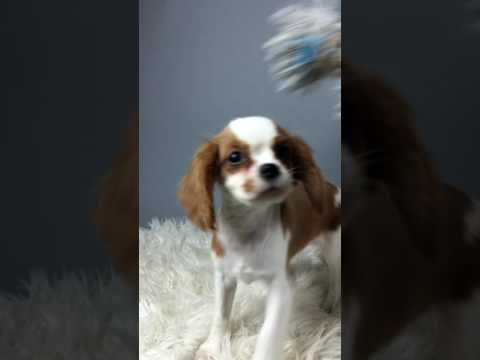 Oliver Is a Blenheim Cavalier King Charles Boy