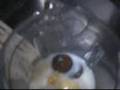 Chef Farinazzo (Vitaminas): Experimento 1