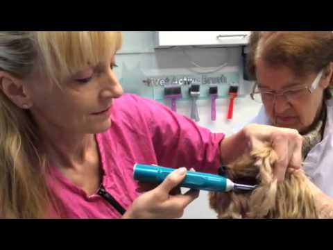 So wendet man die Emmi-Pet Hundezahnbürste an