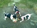 Click here to watch this video Ludite mi Jack russelli.3gp