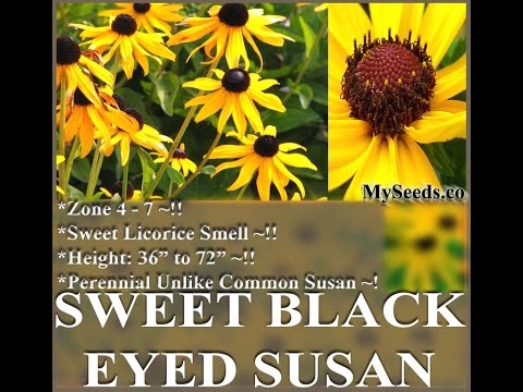 how to harvest black eyed susan flower seeds