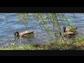Canada Goose: Live For Today