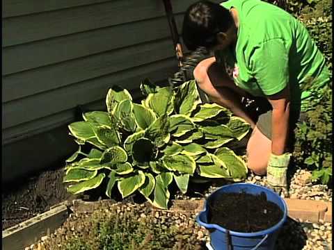 how to replant a hosta