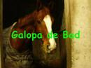 Les �curies de la Cigogne (HAGUENAU)