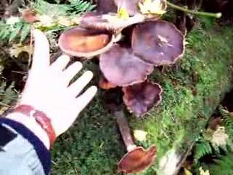 how to get rid of honey fungus