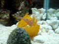 Mantis Shrimp attack