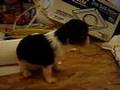 Cavalier king Charles Spaniel - Baker 4 1/2 weeks old!