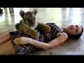 Tiger cub in Tiger kindom, Chang Mai, Thailand