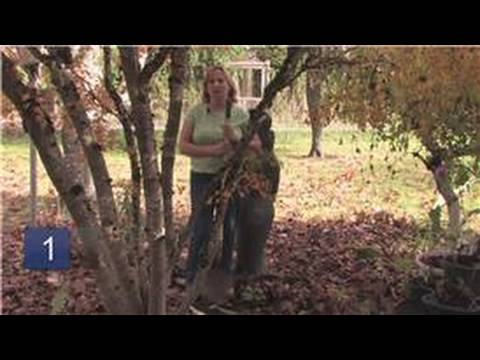 how to transplant iris bulbs