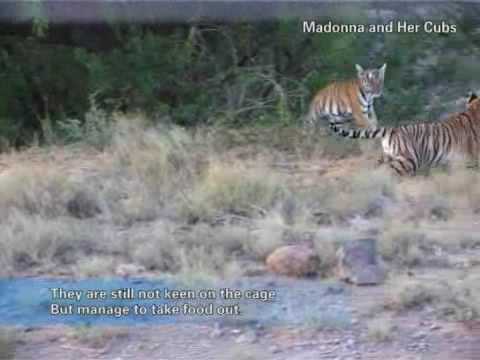 Madonna and her husband, South China tiger cubs growing in South Africa