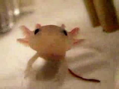 Watch 'Axolotes, mascotas exóticas'