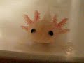 Watch 'Axolotes, mascotas exóticas'