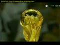 Italie - France Final Coupe Du Monde 2006 By Craaazy-frog